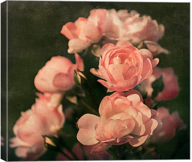 Roses Canvas Print by Mary Lane