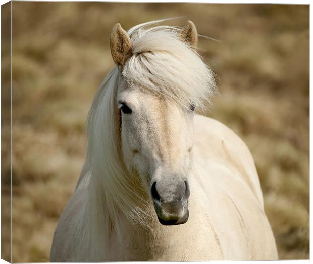 White Pony Canvas Print by Mary Lane