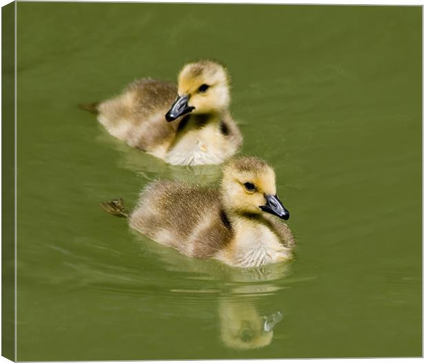 Goslings Swimming Canvas Print by Mary Lane