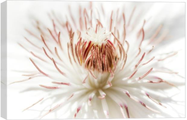 White Clematis Canvas Print by Mary Lane