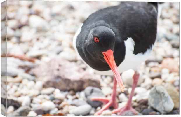 Oyster Catcher Canvas Print by Mary Lane