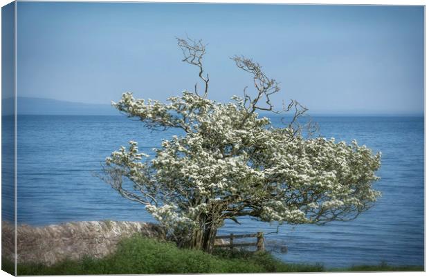 Lonely Hawthorn Canvas Print by Mary Lane
