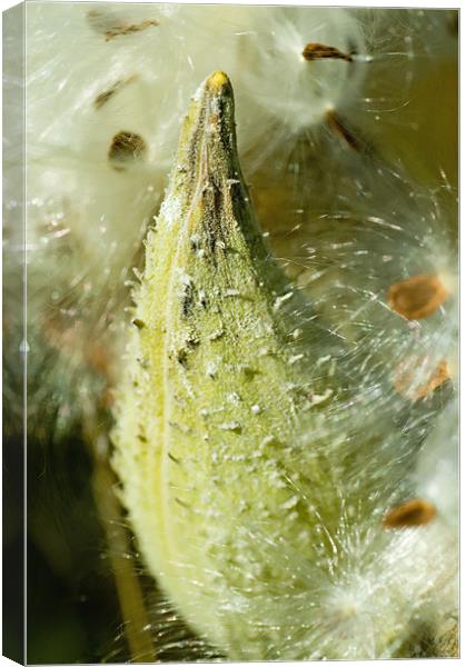 Milkweed Canvas Print by Mary Lane