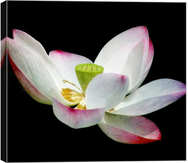Lotus Blossom Canvas Print by Mary Lane