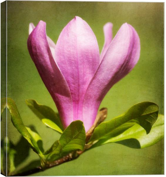 Magnolia Canvas Print by Mary Lane