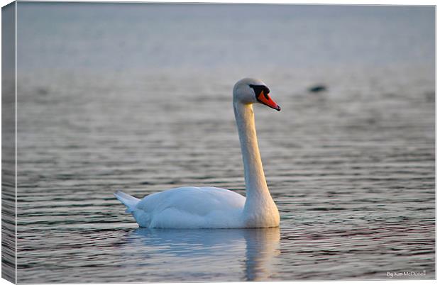 Mute Swan Canvas Print by Kim McDonell