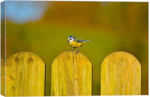 The Blue Tit (Cyanistes caeruleus) Canvas Print by Kim McDonell