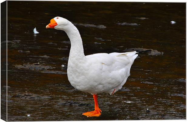 The Goose Canvas Print by Kim McDonell