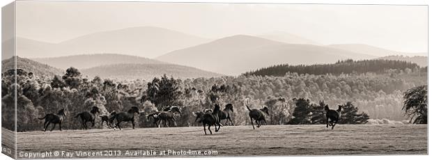 Wild Horses Canvas Print by Fay Vincent
