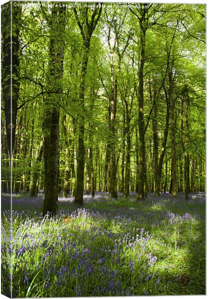  Bluebell Forest Canvas Print by Nicola Lee