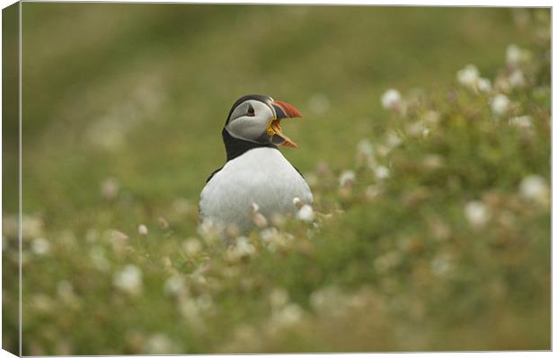 Puffin Canvas Print by lee wilce