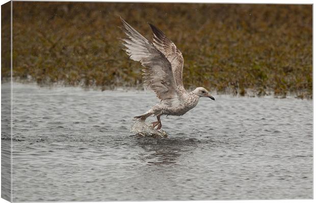 Immature Gull Canvas Print by lee wilce