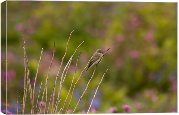 Spotted Flycatcher Canvas Print by lee wilce