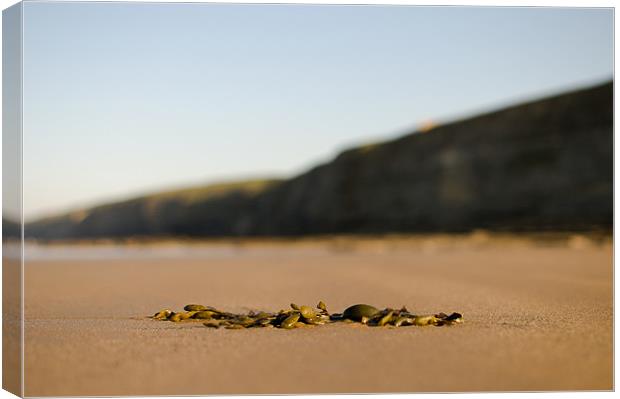 Seaweed Canvas Print by lee wilce