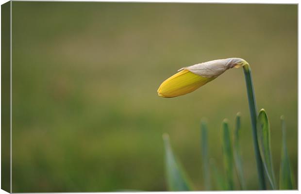 Unopened Daffodil Green Background Canvas Print by Phillip Orr