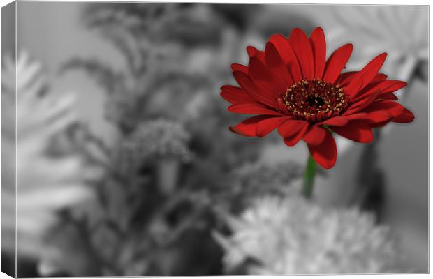 Red Flower Colour Pop Canvas Print by Phillip Orr