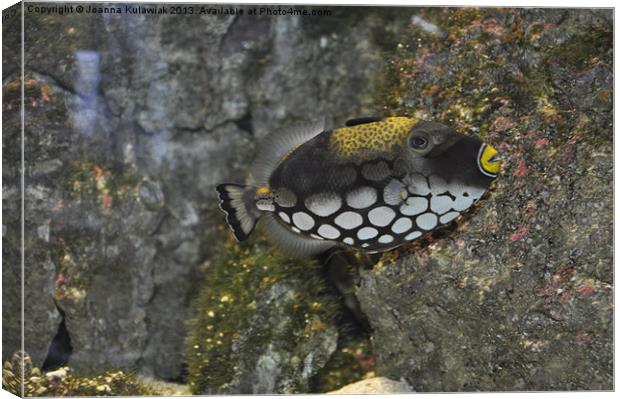 Clown triggerfish Canvas Print by Joanna Kulawiak