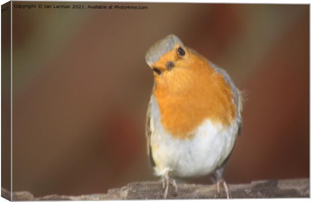 A Robin   Canvas Print by Ian Larman