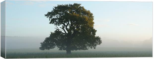 Morning Mist Canvas Print by christopher darmanin