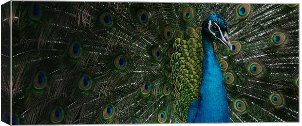 Peacock display Canvas Print by christopher darmanin