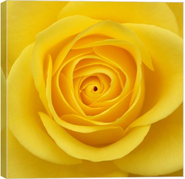 Yellow rose Canvas Print by christopher darmanin
