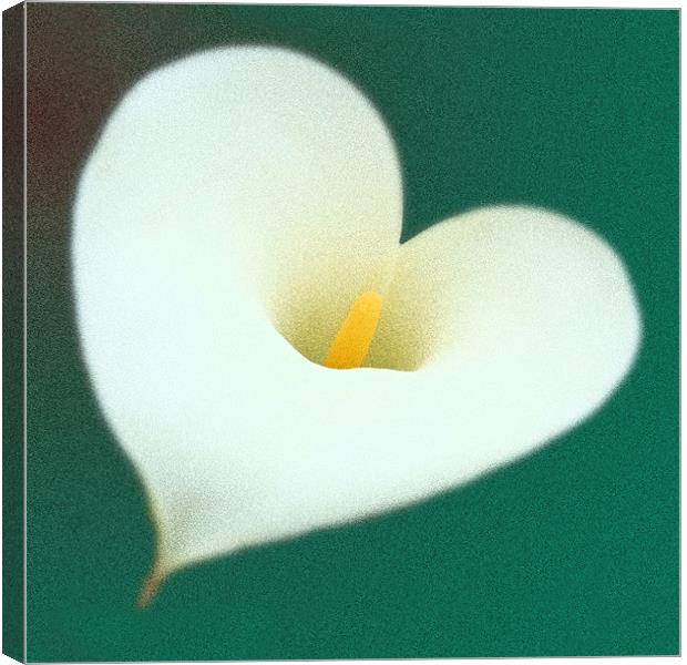 Lily with love Canvas Print by christopher darmanin