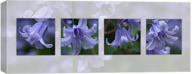 bluebells composite Canvas Print by christopher darmanin