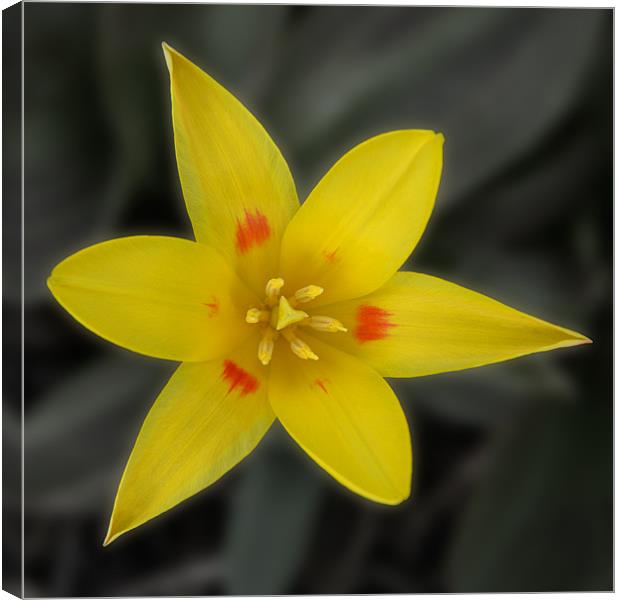 yellow tulip Canvas Print by christopher darmanin