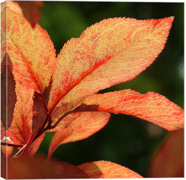 red leaves Canvas Print by christopher darmanin