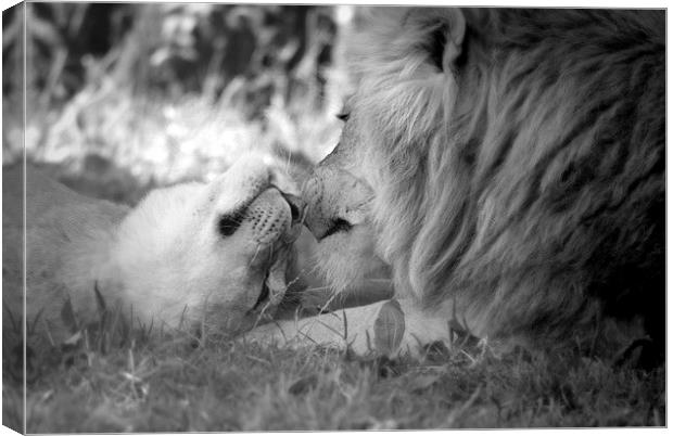  loin,lioness Canvas Print by christopher darmanin