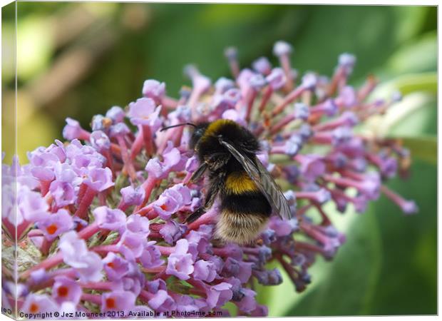 Bumble Bee on Buddleia feed Canvas Print by Jez Mouncer