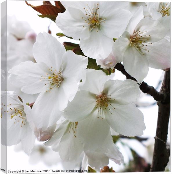 Cherry Blossom Canvas Print by Jez Mouncer