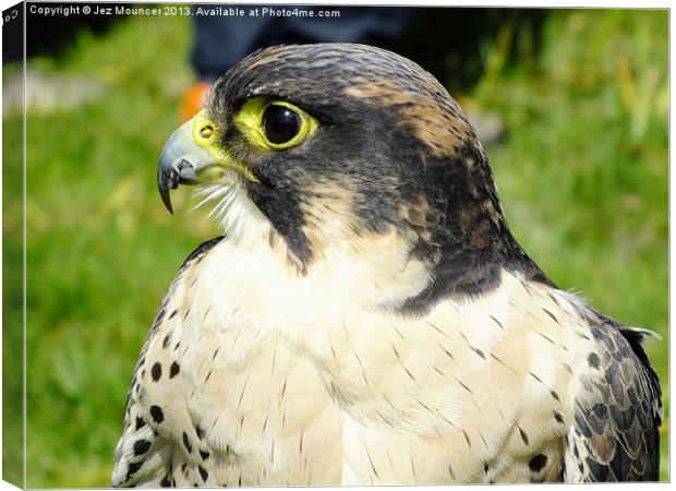 Young Peregrine Falcon Canvas Print by Jez Mouncer