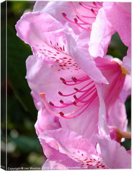 Rhododendron Canvas Print by Jez Mouncer