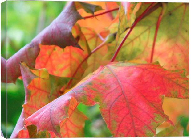 Autumn Redening Canvas Print by Jez Mouncer