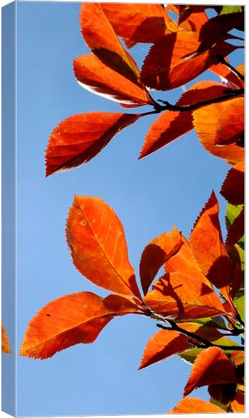 Bronze Autumn Leaves Canvas Print by Jez Mouncer