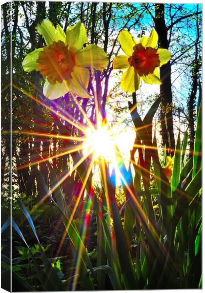 rays of sunshine Canvas Print by  