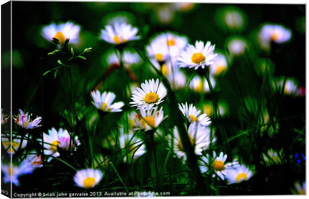 the daisies Canvas Print by  