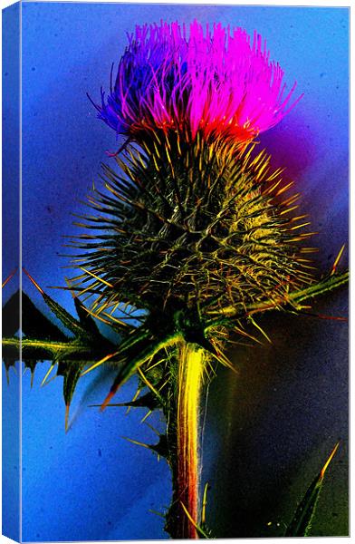 Flower of Scotland Canvas Print by  