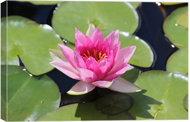 Floating Pink Water Lilly Canvas Print by David Bridge