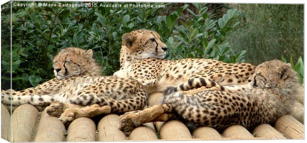    Mother And Cubs Canvas Print by Marie Castagnoli