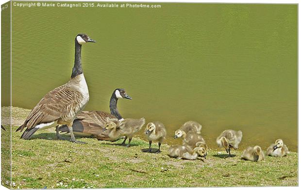  Dad's and their Fledglings Canvas Print by Marie Castagnoli