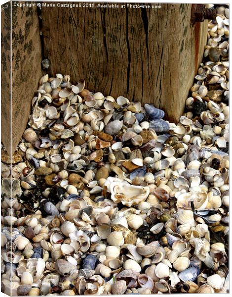  Sea Shell Selection Canvas Print by Marie Castagnoli