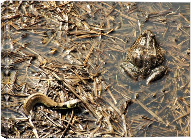 Eye On The Prey Canvas Print by Marie Castagnoli