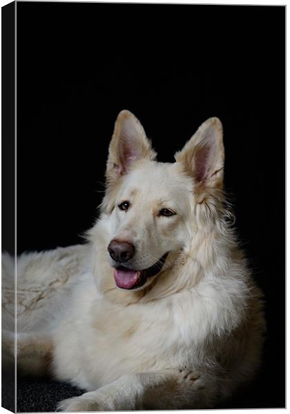 White German Shepherd Canvas Print by Debra Horne