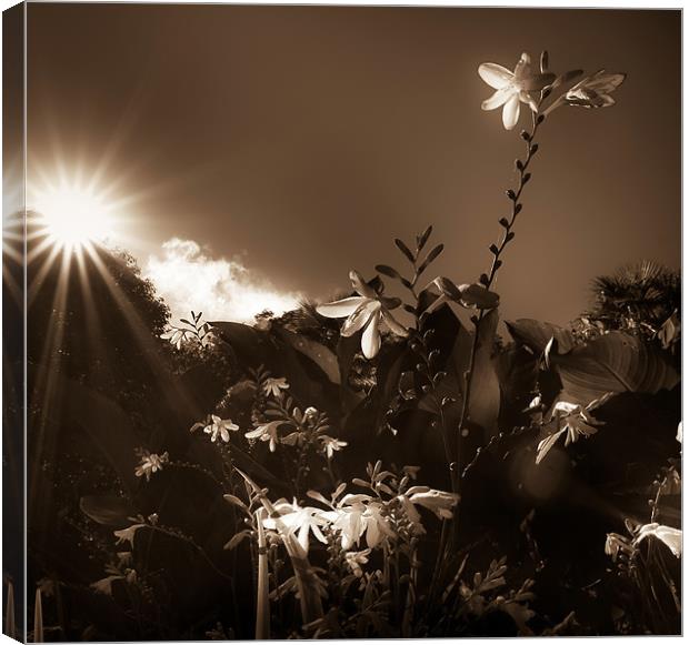 Sunflair Canvas Print by Paula Puncher