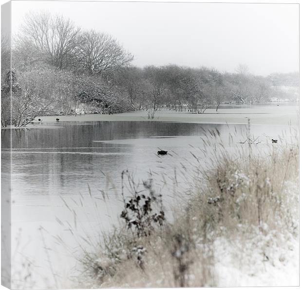 Marsh in snow Canvas Print by Paula Puncher