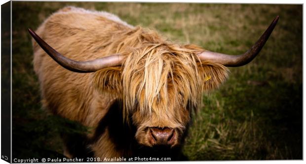Highland Cow  Canvas Print by Paula Puncher