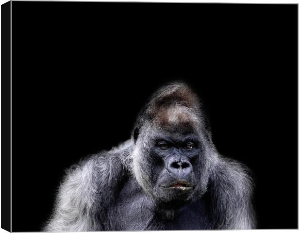 Gorilla Portrait Canvas Print by Paula Puncher