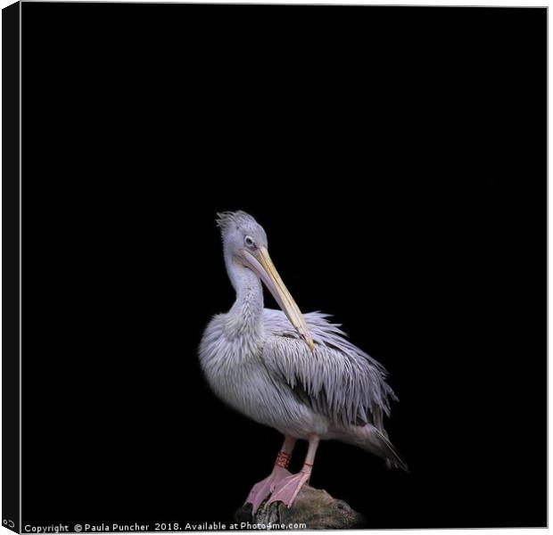 Pelican  Canvas Print by Paula Puncher
